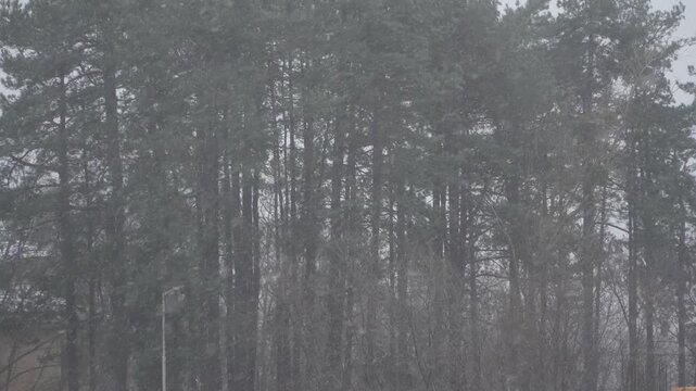 Snow drifts through tall evergreens near a modest outdoor lamp under a flat gray sky. The scene works for meteorology, local forecasts, winter alerts and changing travel conditions.