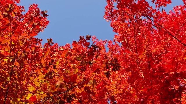 Passing under maple trees with colorful autumn leaves blowing in a gentle breeze.