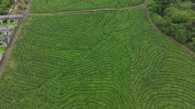 Aerial view of the lush green tea plantations at the Bois Cheri Tea Factory in Bois Cheri, Savanne District, Mauritius.