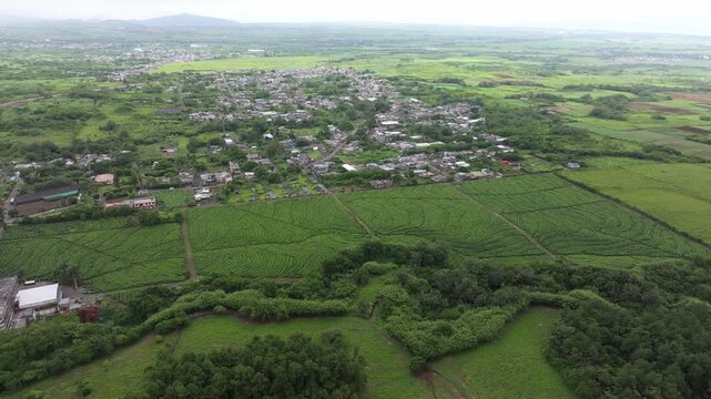 Aerial view of the lush green tea plantations surrounding the historic Bois Cheri Tea Factory near the village of Bois Cheri, Savanne District, Mauritius.