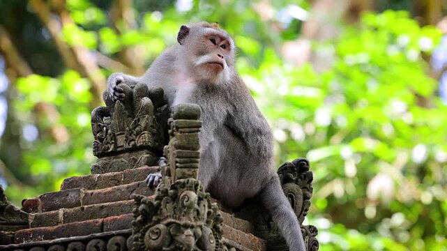 Monkey (Long-Tailed Macaque) at a temple in the Monkey forest in Ubud Bali Indonesia.
