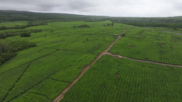 Aerial view of the lush green tea plantation rows at Bois Cheri with dirt paths winding through the fields in Bois Cheri, Savanne District, Mauritius.