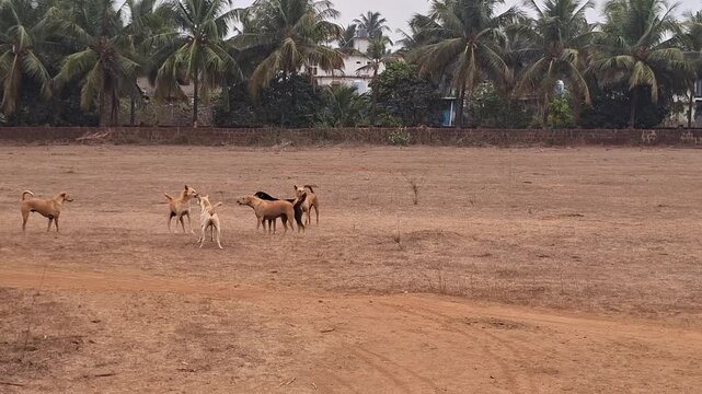 Pack of stray dogs fighting and barking in a dry open field