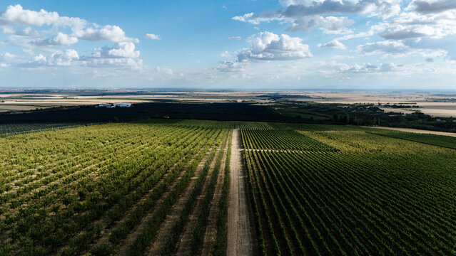 Aerial view of Deuric vineyards and orchards with rows of vines and trees separated by a dirt path in the flat landscape of Mala Remeta, Vojvodina, Serbia.