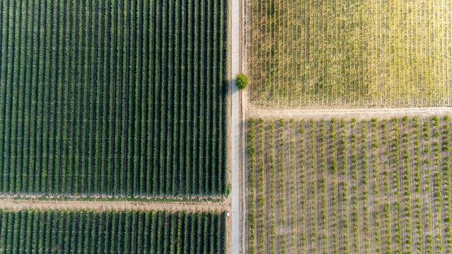 Aerial view of Deuric vineyards and orchards with geometric rows of vines and trees separated by a straight road in Mala Remeta, Vojvodina, Serbia.