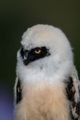 Obraz premium Detailed close up portrait of a young spectacled owl chick (Pulsatrix perspicillata) with fluffy white feathers and dark patches around its yellow eyes. Exotic bird of prey in natural light.