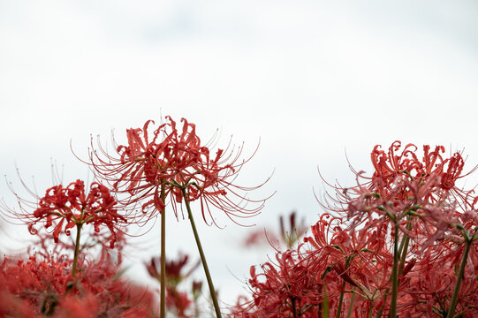 Red spider lilies in full bloom under the autumn sky with copy space