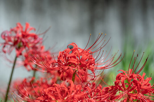 Vibrant red spider lilies blooming against a soft blurred background in autumn