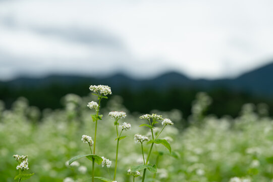 Buckwheat flowers blooming in the field under a cloudy sky with distant mountains