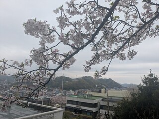 Sakura © Risa