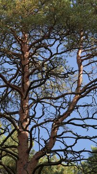 Tall pine trees sway in the wind in evergreen wood, against the blue sky.