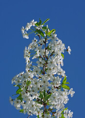 Branch of cherry blossoms against the blue sky. Blooming sakura. Close up  © Oleksii