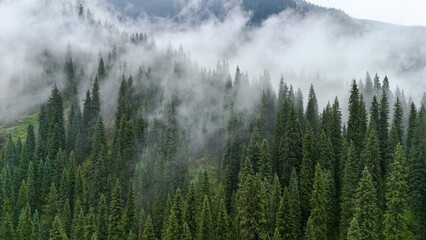 Fototapeta premium The coniferous forest in the mountains, shrouded in fog, is visible from a drone