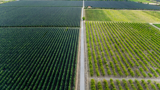 Aerial view of Deuric orchards with neatly planted rows of fruit trees divided by a straight road in Mala Remeta, Vojvodina, Serbia.