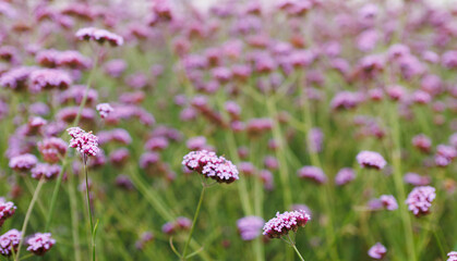Obraz premium Field of pink verbena flowers with shallow depth of field meadow background for spring banner and floral design
