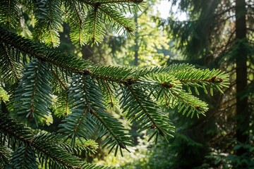Fototapeta premium Close up of green fir branch in sunny forest. Abies alba tree needles grow in summer woods. Evergreen coniferous plant with fresh foliage, small buds under bright sunlight. Natural botanical