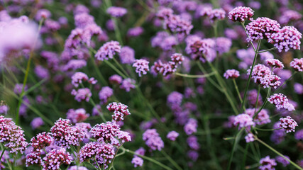 Obraz premium Closeup of purple clustered wildflowers in field for botanical background and spring floral