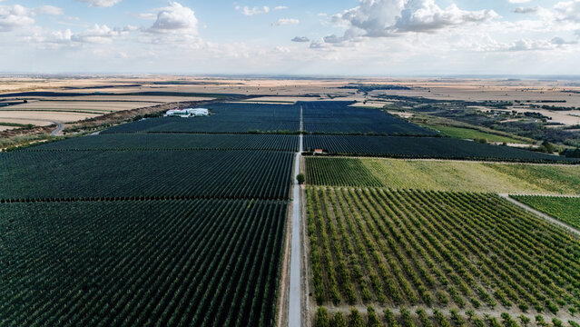 Aerial view of the Deuric orchards and vineyards divided by a straight road in Mala Remeta, Vojvodina, Serbia.