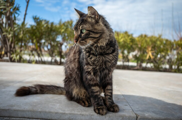 Street Cat © The Akman Archive
