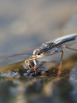 close up macro of pond skater water strider head and antennae