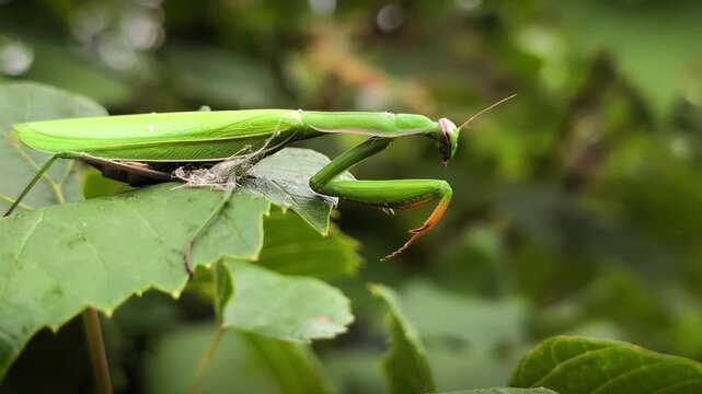 European praying mantis Mantis religiosa sitting motionless on green leaf, detailed macro close up shot of praying insect in natural habitat for biological and nature footage projects.