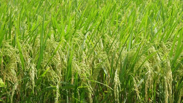 Mature rice plants with heavy grain heads