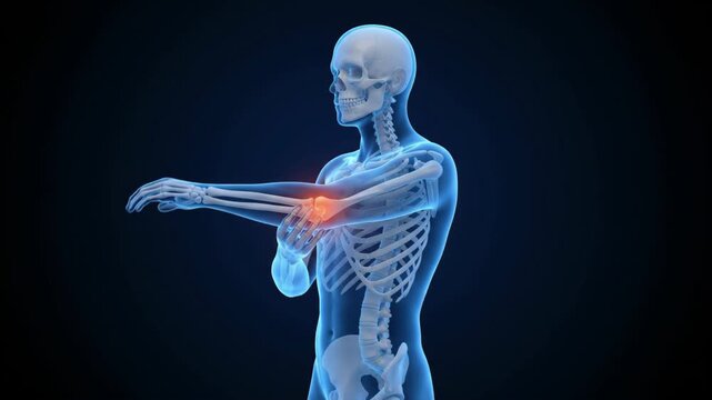 3d medical visualization of human skeleton elbow joint pain