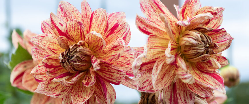Close up of vibrant red and yellow striped dahlia flowers blooming gracefully