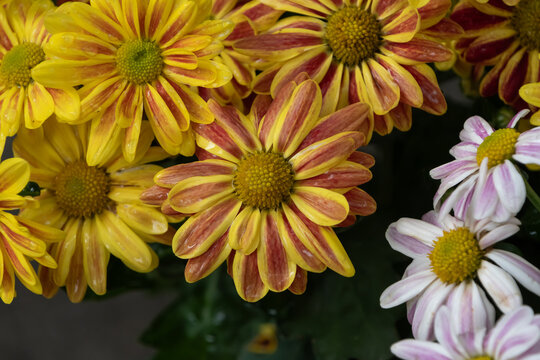 Close up of vivid yellow and red striped chrysanthemum flowers blooming in autumn