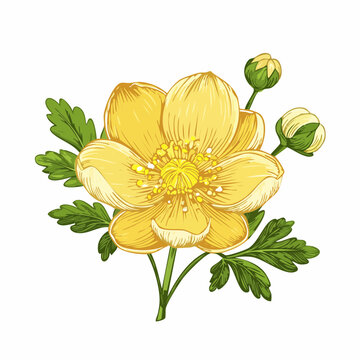 Buttercup flower