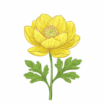 Buttercup flower