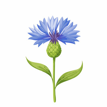 Cornflower stem