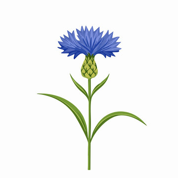 Cornflower stem