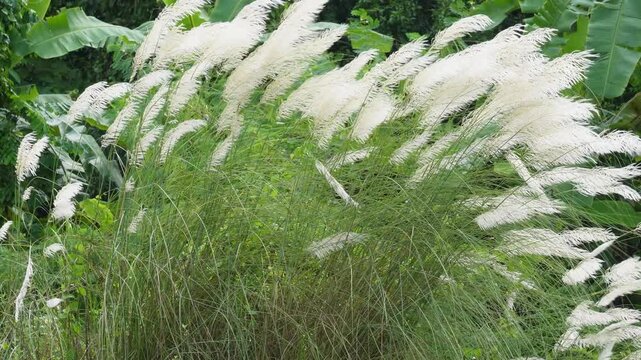Kans grass with white flowers