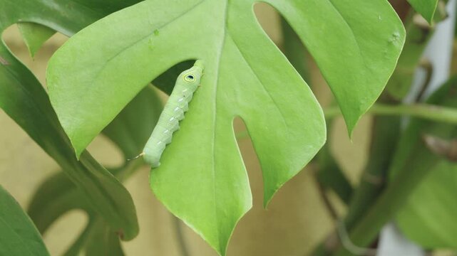 Close-up of a vibrant green caterpillar with prominent eyespots crawling on a large green Monstera deliciosa leaf. Natural lighting showcases the texture of the larva and tropical plant.