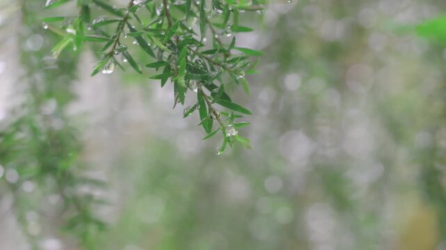 Close-up of green needle-like leaves covered in sparkling raindrops after a rain shower. Soft bokeh background creates a peaceful natural scene. Concept of freshness, purity, and nature.