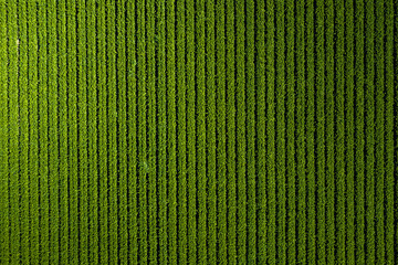 Fototapeta premium Aerial perspective of neatly planted parallel crop rows stretching across a cultivated farmland plot in California, showing systematic farming and irrigation furrows.