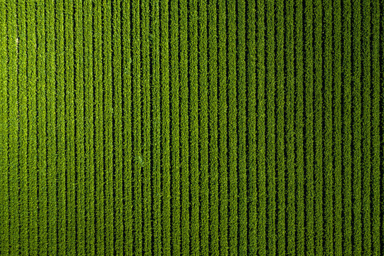 Aerial perspective of neatly planted parallel crop rows stretching across a cultivated farmland plot in California, showing systematic farming and irrigation furrows.