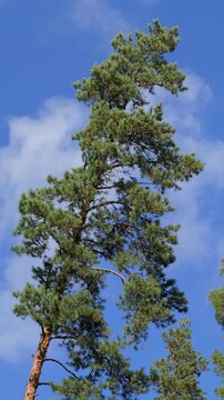 Tall pine trees sway in the wind in evergreen wood, against the blue sky.