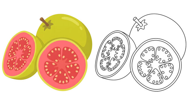 vibrant green and pink guava fruit illustration showing whole and sliced tropical produce alongside a black and white coloring book outline version on a clean white background for healthy eating