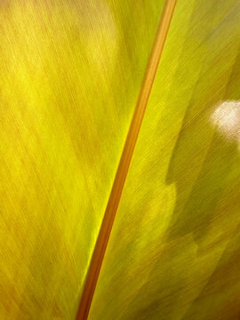 A macro view of a backlit banana leaf in Costa Rica, showing the central rib and fine parallel vein texture illuminated by sunlight.