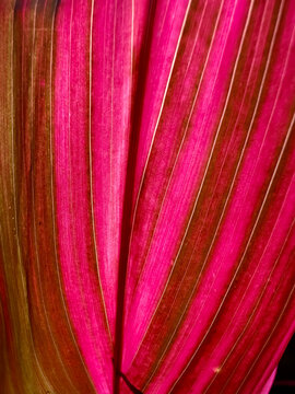 Close-up of a backlit tropical leaf with pink and red pigmentation and parallel vein striations, in Dominical, Costa Rica.