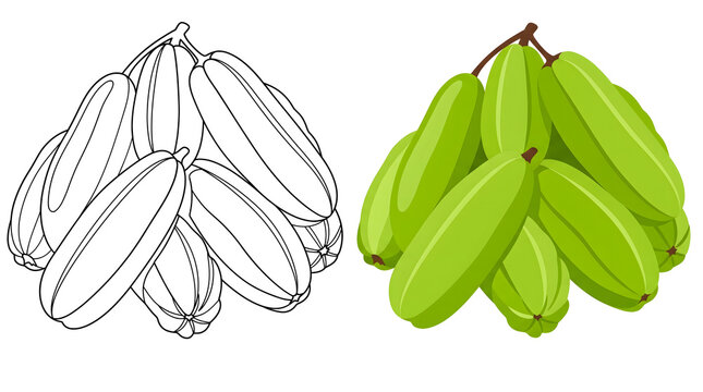 bilimbi fruit bunch vector illustration alongside black and white line art coloring page for kids and adults fresh tropical sour star fruit botanical graphic design element for healthy food concepts