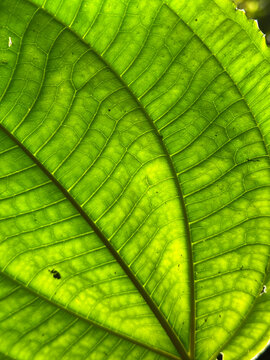 Close-up of a backlit green leaf filling the frame, with a central vein running diagonally and curved side veins branching from it. Dominical, Costa Rica.