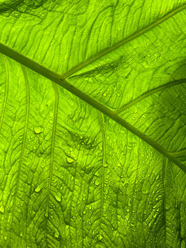 Close-up of a large backlit green leaf filling the frame, with a central vein running diagonally and fine parallel veins branching from it. Dominical, Costa Rica.