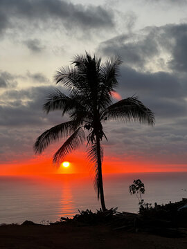 A palm tree silhouetted against a vivid orange and pink sunset over the ocean in Costa Rica, with the sun low on the horizon and scattered debris visible on the coastal ground below.