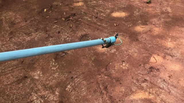 Common water monitor,Bengal monitor or smaller monitor lizard (Varanus salvator) arrested stuck in a loop, or Snake catcher tool made with blue plumbing tube or pvc pipe and make a loop with rope.