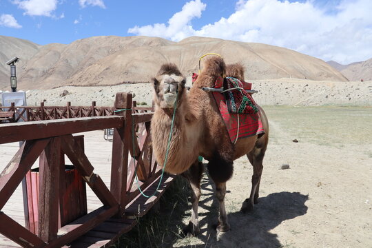 Xinjiang, China. 07-09-2026. A Domesticated Bactrian Camel Fitted with a Traditional Saddle Standing Next to a Wooden Boardwalk near Kala Kule Lake on the Pamir Plateau
