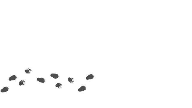 Animal paw prints. Cartoon comic funny paws along the path. Footprints walking animal on a trajectory of movement. Red Panda paw prints on a white background.  4K.  Animated Video