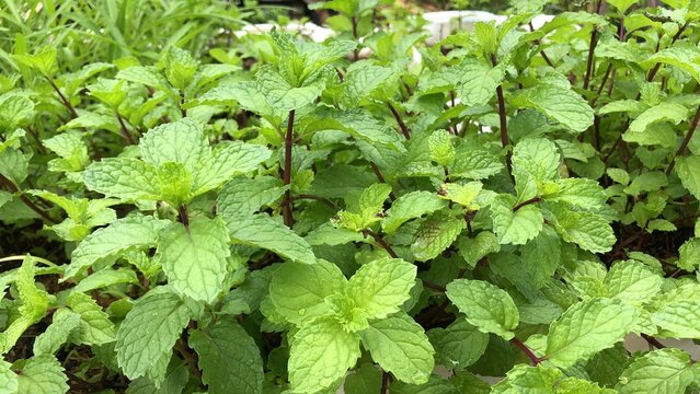 Peppermint plant grow in organic botanical garden.
